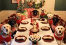 Pets também merecem ceia de Natal e Ano Novo