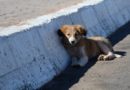 Prefeitura de SP sanciona lei que obriga motorista a prestar socorro a animais atropelados