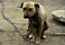 Lei cria política de resgates e cuidados com animais