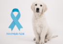 O Câncer de próstata também pode ocorrer nos pets – Novembro Azul – mês de conscientização