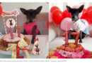 Cachorrinha que venceu o câncer ganha festa de 17 anos e vira notícia
