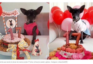 Cachorrinha que venceu o câncer ganha festa de 17 anos e vira notícia