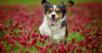 Chegada da primavera requer cuidados especiais com os pets
