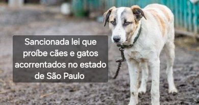 Sancionada lei que proíbe o acorrentamento de cães e gatos no estado de São Paulo