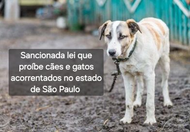 Sancionada lei que proíbe o acorrentamento de cães e gatos no estado de São Paulo