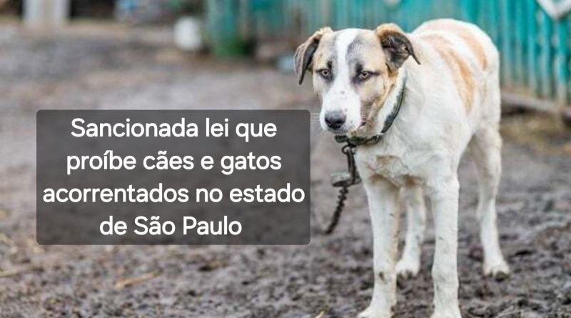 Sancionada lei que proíbe o acorrentamento de cães e gatos no estado de São Paulo